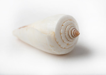 conch shell on white background