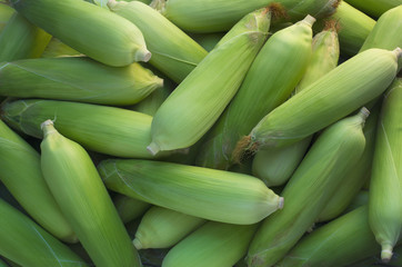A pile of Fresh corn in Market, barn. texture or background