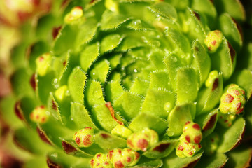 Water drop on flower of sedum close up.