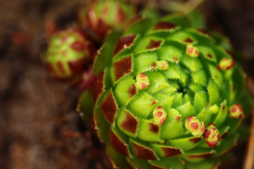 Green family of sedum in the garden.