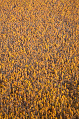 top view of forest in autumn