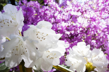 紫をバックに白いシャクナゲの花