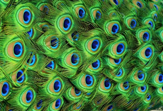 Fototapeta Peacock Feathers
