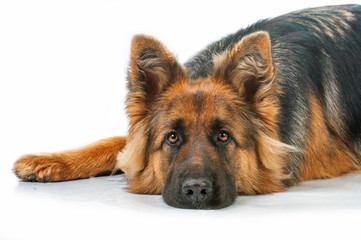 Portrait of german shepherd dog lying isolated on white