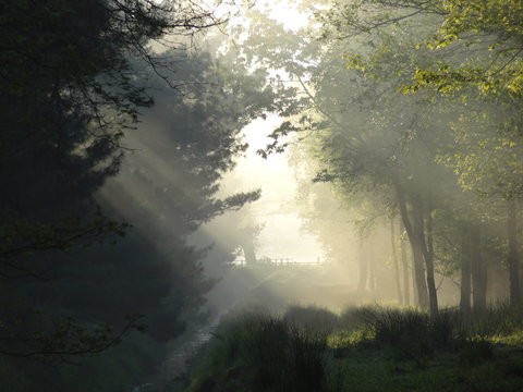 Zauberwald