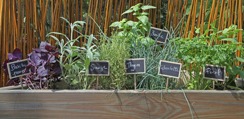 herbes aromatiques © hcast