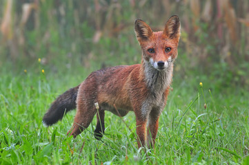 Red fox