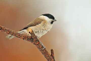 Marsh tit