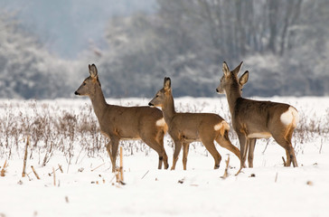Roe deer herd in winter