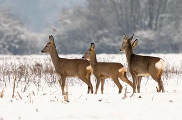 Aluminium Prints Roe Roe deer herd in winter