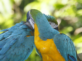 Macaw birds couple