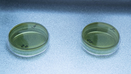 Two green petri cup on table