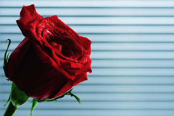 Red Rose