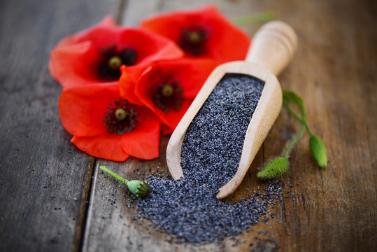 Mohn, Blumen