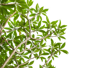 spa flower branch isolated on white background, clipping path i