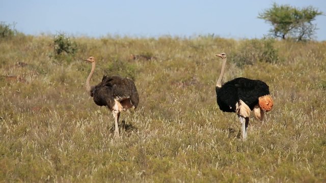 Male and female ostriches in grassland, South Africa