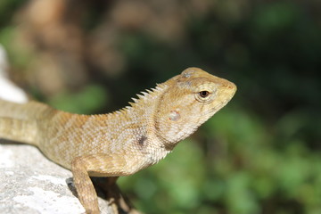 nature