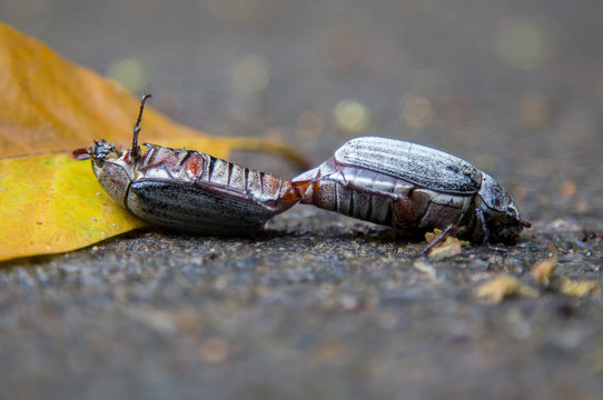 K&auml;fer bei der Paarung