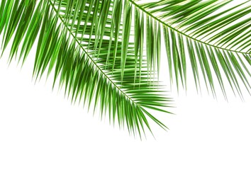 Palmwedel isoliert auf weiß