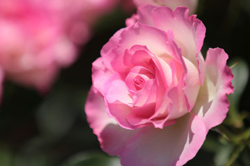 薔薇