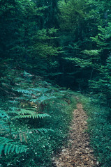 Path in the Dark Forest - 65370123