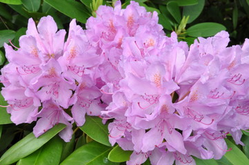 Fototapeta premium Violet rhododendron flowers in the garden