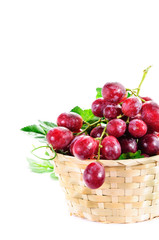Red grapes isolated