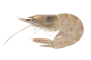 shimp isolated on white background