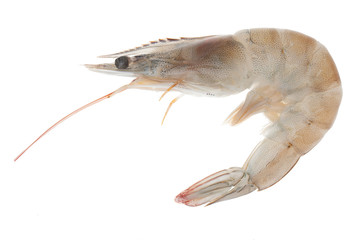 shimp isolated on white background