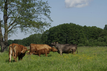 Ökologische Tierhaltung Kühe auf der Weide