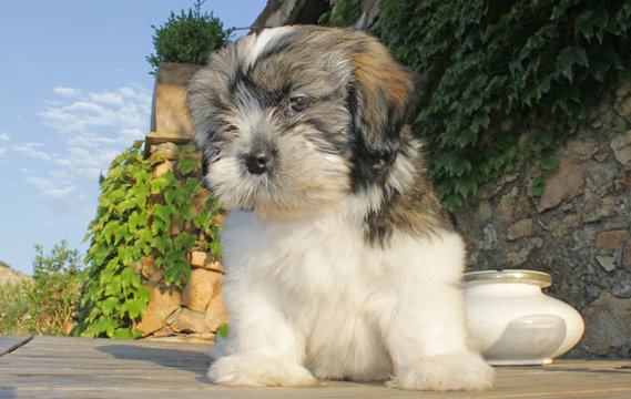 322 Best Bebe Chien Images Stock Photos Vectors Adobe Stock
