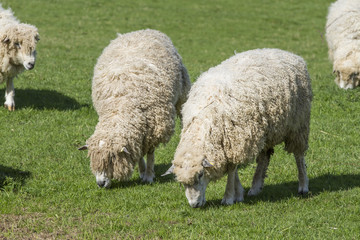 Cotswold Lion Sheep