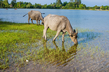 Obraz na płótnie Canvas Thai buffalo