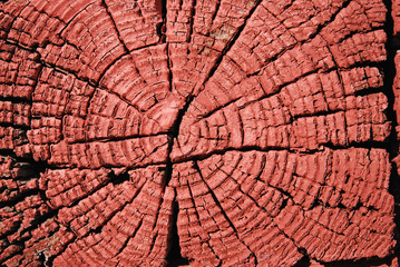 Wooden Log Texture