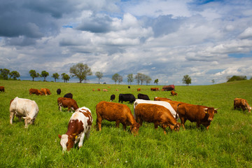 Fototapeta na wymiar The herd of cows on spring meadow