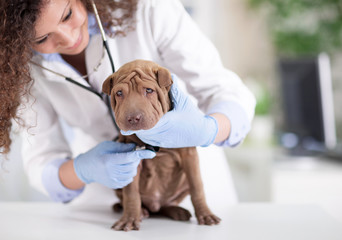 vet with a stethoscope examines the Shar Pei dog