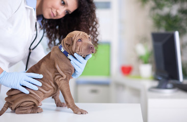 vet examines the Shar Pei dog