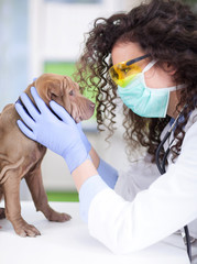 vet examines the Shar Pei dog