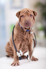 portrait of young  Shar Pei with a stethoscope