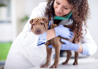 veterinarian hugging  Shar Pei dog