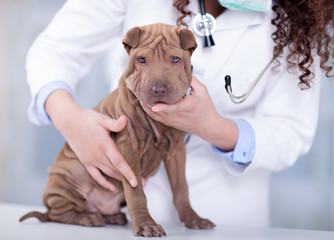 vet with a stethoscope examines Shar Pei