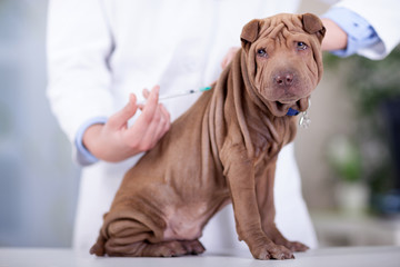 veterinary surgeon is giving the vaccine to the dog Shar-Pei