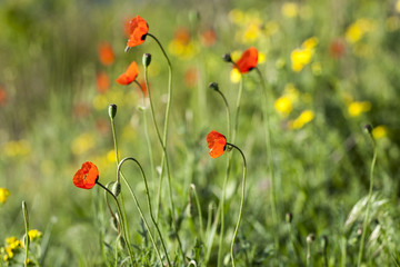 poppies