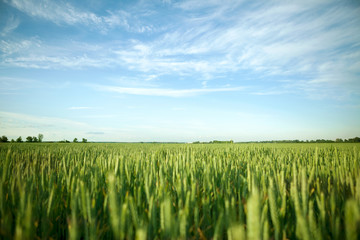 Green field and bright sun