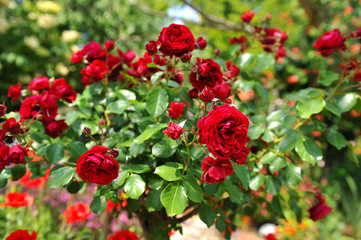 Fototapeta premium バラ