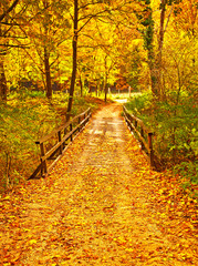 Fototapeta na wymiar Autumnal scene in the forest