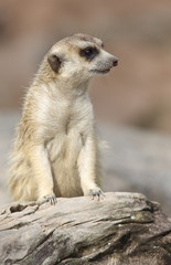 lonely meerkat sitting and lookout in nature
