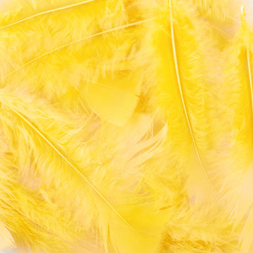 Yellow Feathers Composition