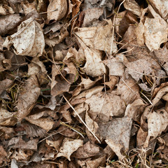 Old dried leaves fragment