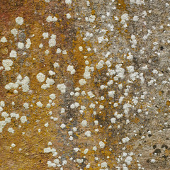 Concrete fragment covered with fungus